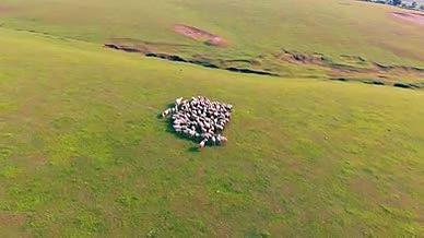 4K草原上的羊群视频的预览图